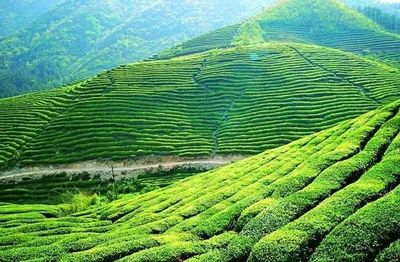 普洱茶古树 | 得天独厚的生长环境，孕育千年茶韵